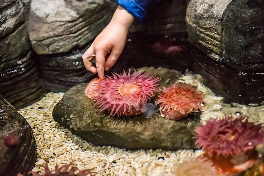 Orlando: SEA LIFE Orlando Aquarium - Optional shark VR adds a short burst of action