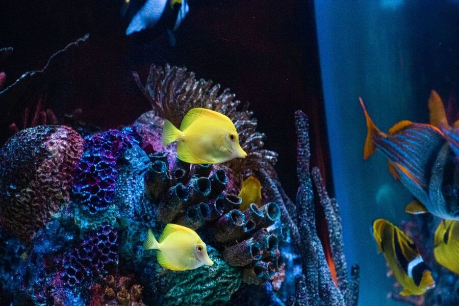 Orlando: SEA LIFE Orlando Aquarium - Touching a starfish makes the visit more memorable