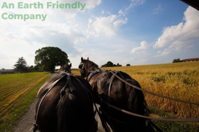 Philadelphia and Amish Country, 1-Day Tour from NYC