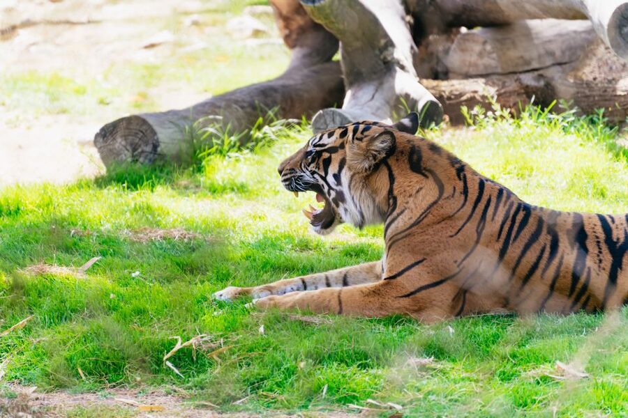 Phoenix Zoo One Day General Admission Ticket - Tropics Trail for orangutans, tigers, and Komodo dragons