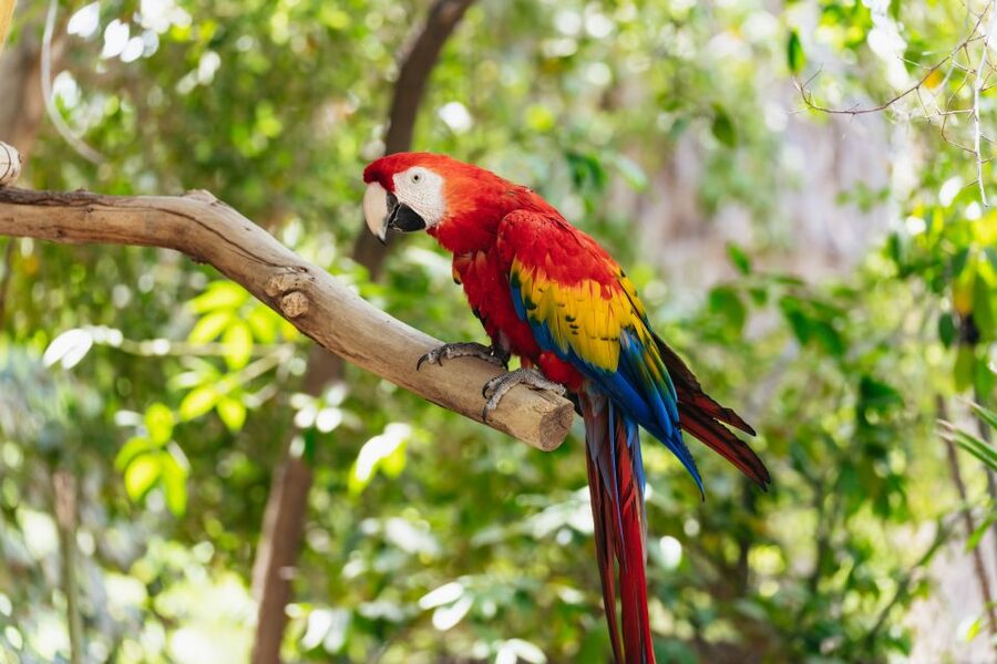 Phoenix Zoo One Day General Admission Ticket - Timing, closures, and animal sightings