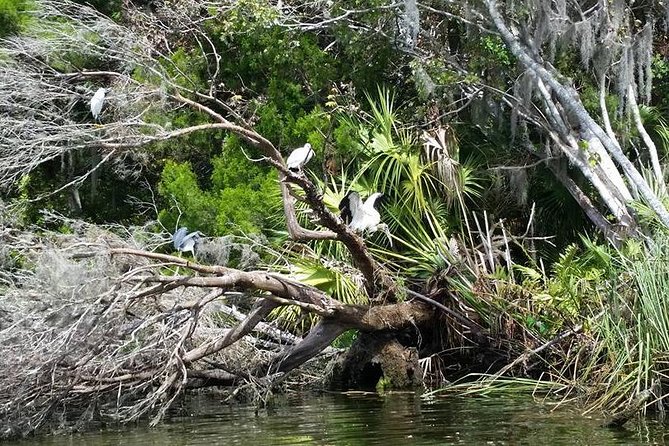 Plantation's Kings Bay Scenic Cruise - The wildlife question: manatees are never guaranteed