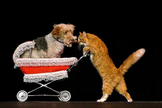 Popovich Comedy Pet Theater at Planet Hollywood Resort and Casino - Who Will Enjoy This Most?