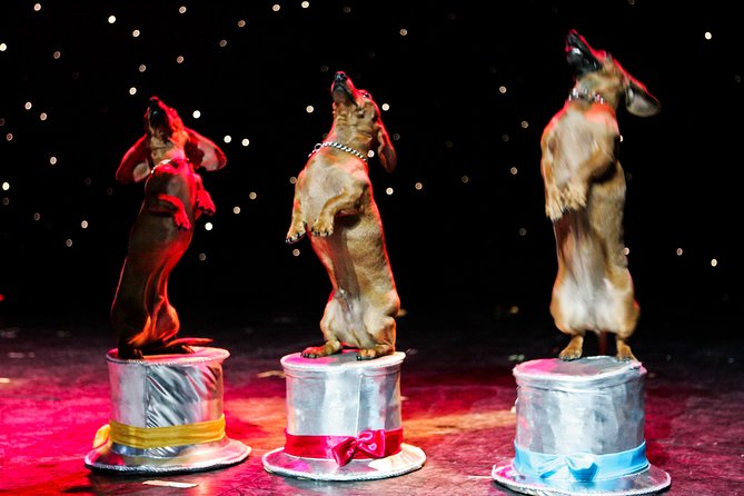 Popovich Comedy Pet Theater at Planet Hollywood Resort and Casino - Is $39 a Good Value?
