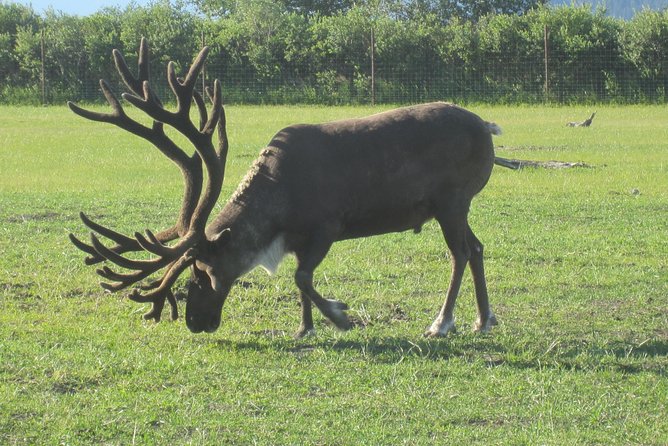 Portage Glacier Cruise and Wildlife Explorer Tour - Spending an hour at the Alaska Wildlife Conservation Center