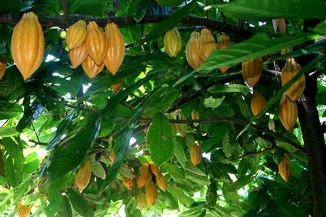 Princeville Botanical Gardens Tour and Chocolate Tasting Ticket - Starting at 9:30 in Princeville