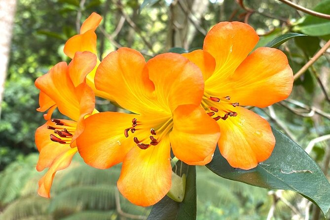 Princeville Botanical Gardens Tour and Chocolate Tasting Ticket - Fruit, honey, and the small cacao grove