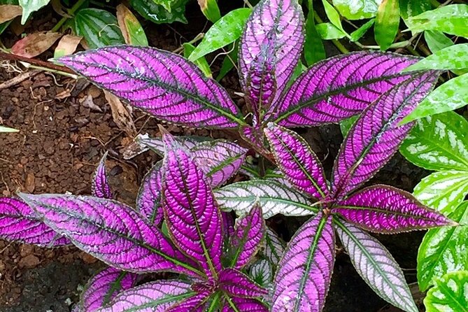 Princeville Botanical Gardens Tour and Chocolate Tasting Ticket - Rain, shade, and mosquitoes