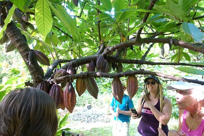 Princeville Botanical Gardens Tour and Chocolate Tasting Ticket - What the $126 price includes