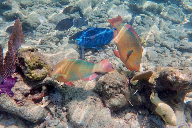 Private Looe Key Snorkel from Big Pine Key - Who should book this Looe Key trip