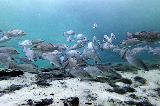Private 'OG' Manatee Snorkel Tour with Guide for up to 10 people - The value of a private group price