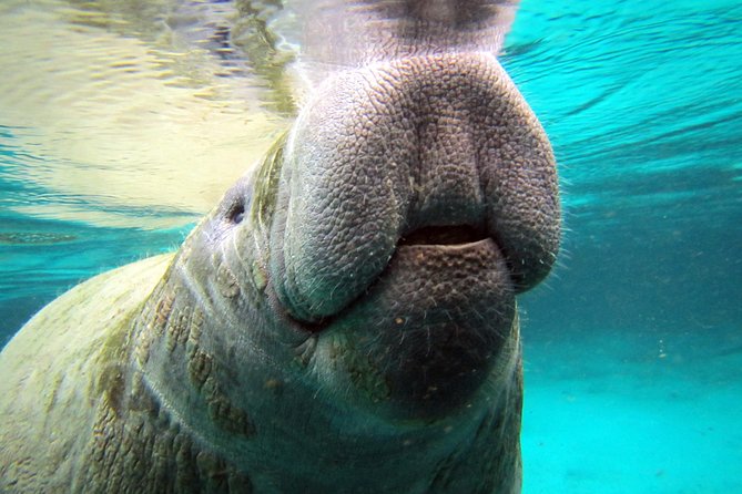 Private 'OG' Manatee Snorkel Tour with Guide for up to 10 people - What it feels like to snorkel beside a manatee