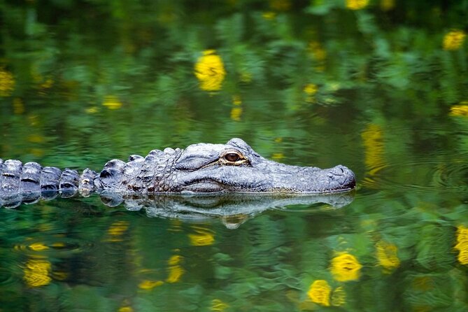 Private Tour: Florida Everglades Airboat Ride and Wildlife Adventure - Key points to know before you go