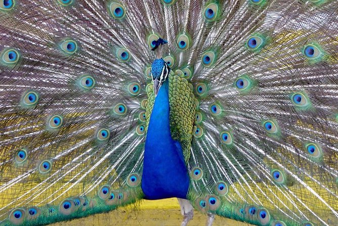 Private Tour: Florida Everglades Airboat Ride and Wildlife Adventure - Choosing the best time for your visit