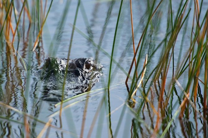Private Tour: Florida Everglades Airboat Ride and Wildlife Adventure - Why the smaller boat matters