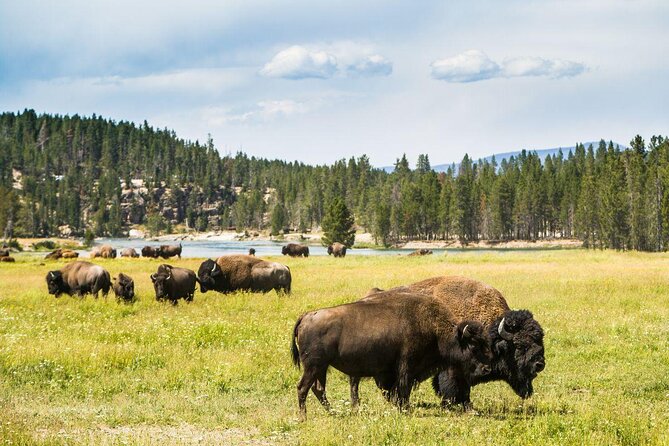Private Yellowstone Tour: ICONIC Sites, Wildlife, Family Friendly Hikes + lunch - Key points at a glance