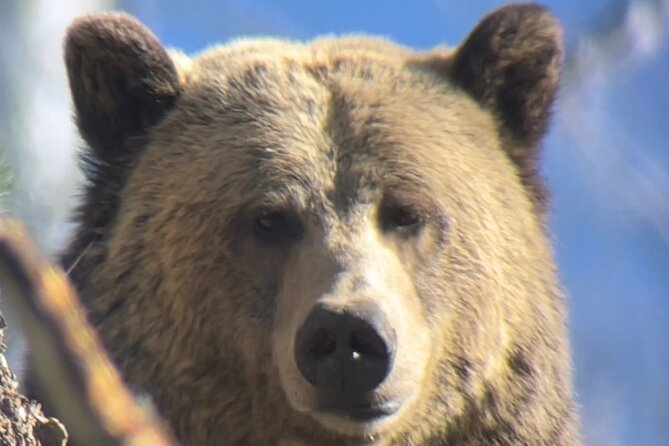 Private Yellowstone Tour: ICONIC Sites, Wildlife, Family Friendly Hikes + lunch - Grand Prismatic and the other geothermal stops