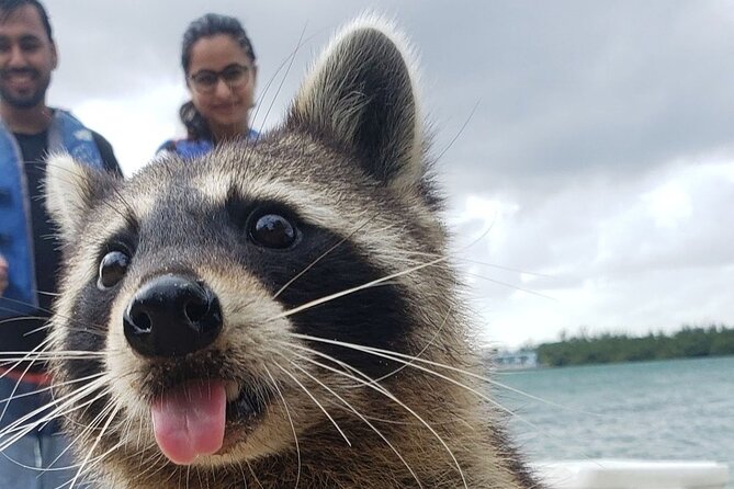 Raccoon Island: Exploration on SUP/Kayak - Key points to know before you go