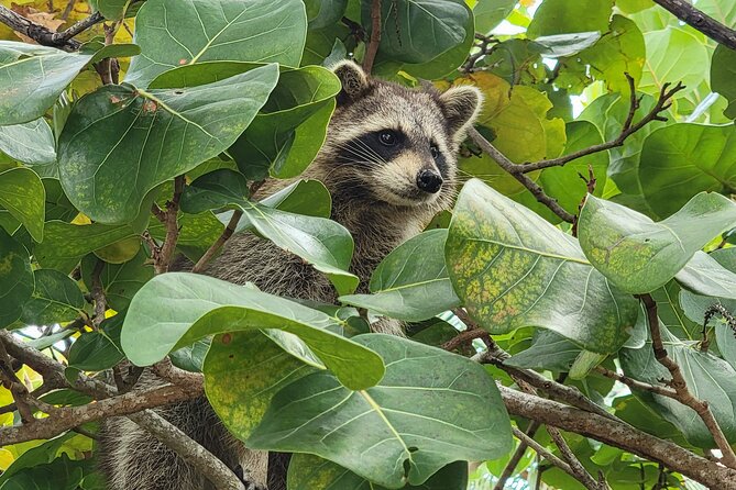 Raccoon Island: Exploration on SUP/Kayak - Meeting the raccoons on the island