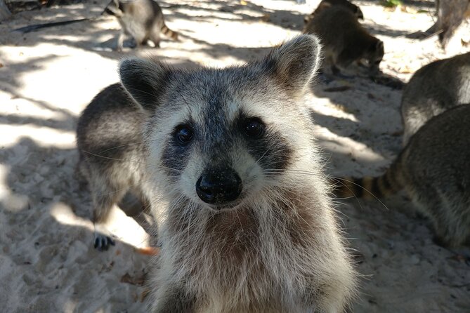 Raccoon Island: Exploration on SUP/Kayak - Who will enjoy this most?