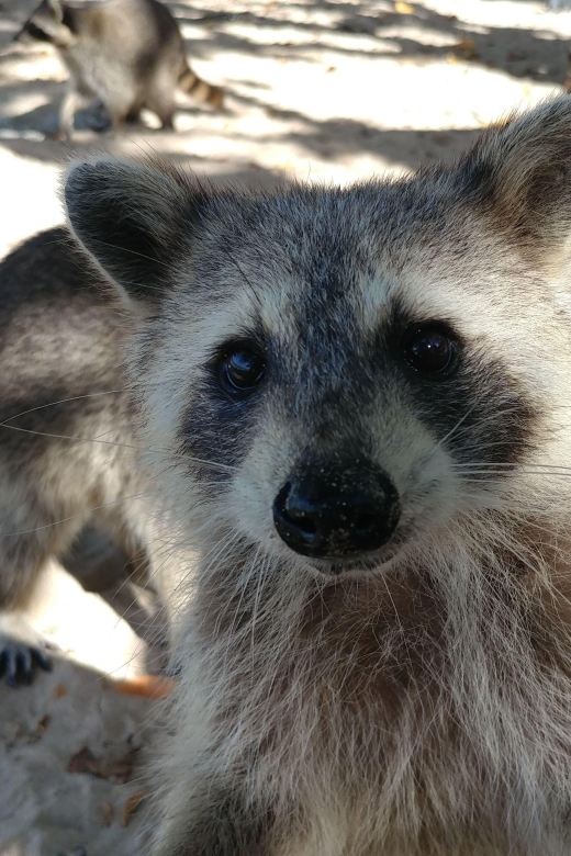 Raccoon Island: Exploration on SUP/Kayak - Should you book Raccoon Island?