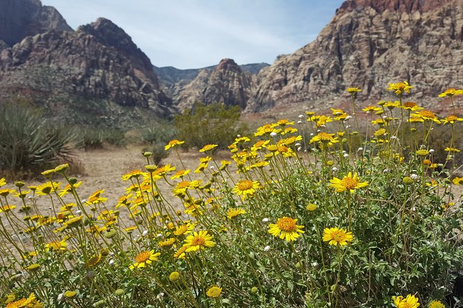 Red Rock Canyon eBike Half-Day Tour - Final verdict: book it for an active half-day