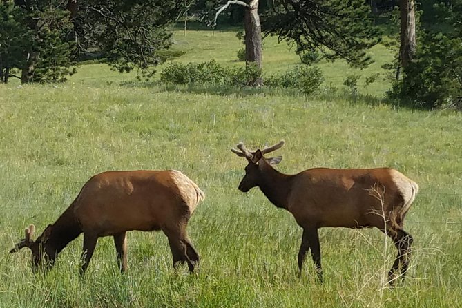 Rocky Mountain National Park in Summer Tour from Denver - Rock Cut and the search for alpine wildlife