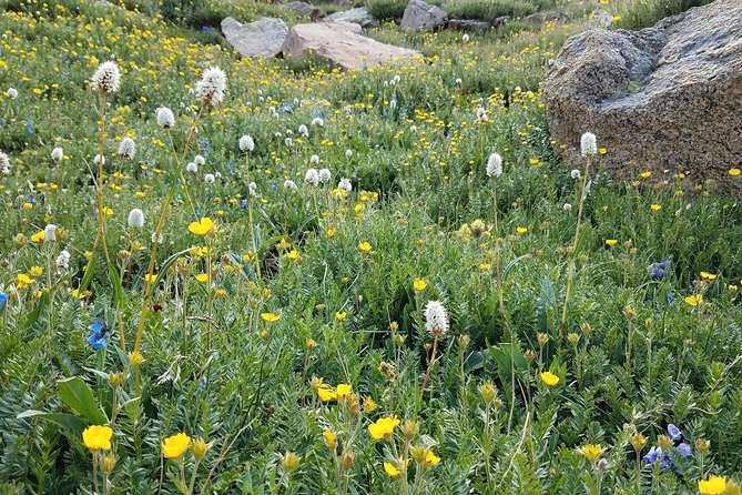 Rocky Mountain National Park in Summer Tour from Denver - Exiting through Beaver Meadows and heading to Estes Park