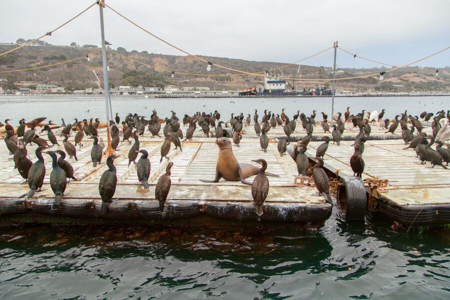 San Diego: SEAL City Tour by Amphibious Bus - Key points to know before you book