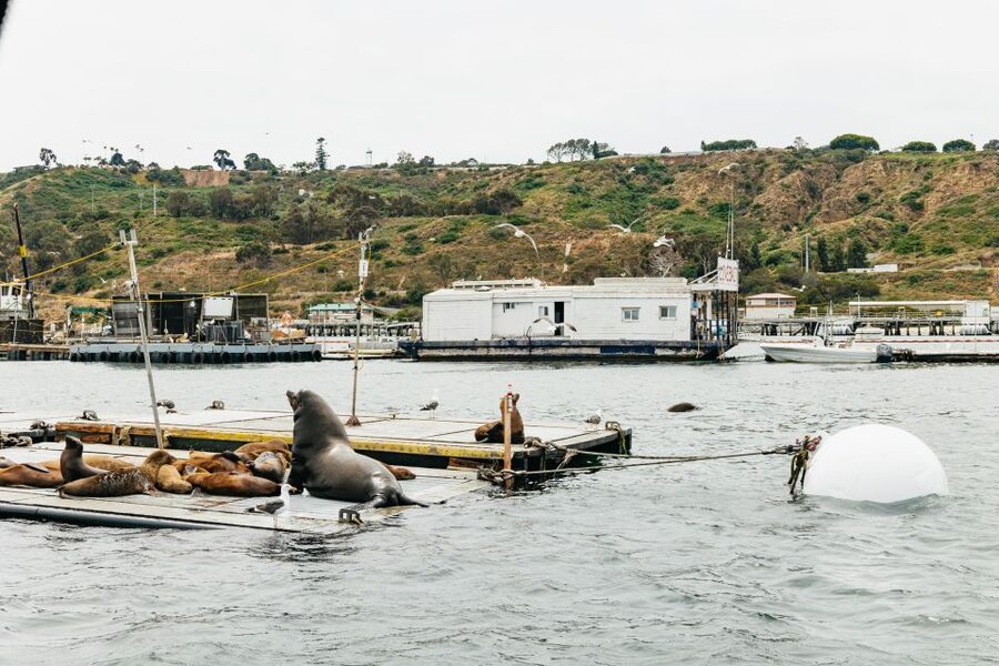 San Diego: SEAL City Tour by Amphibious Bus - Shelter Island and the sea lion viewing