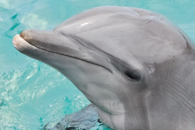 San Diego: SeaWorld Skip-the-Line Park Admission Ticket - FAQ