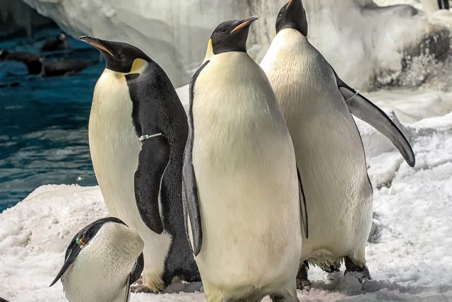 San Diego: SeaWorld Skip-the-Line Park Admission Ticket - SeaWorld’s animals are the heart of the visit