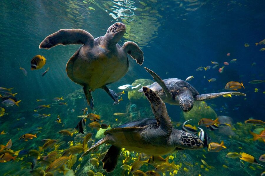 San Diego: SeaWorld Skip-the-Line Park Admission Ticket - Is the all-day dining pass worth the extra cost?