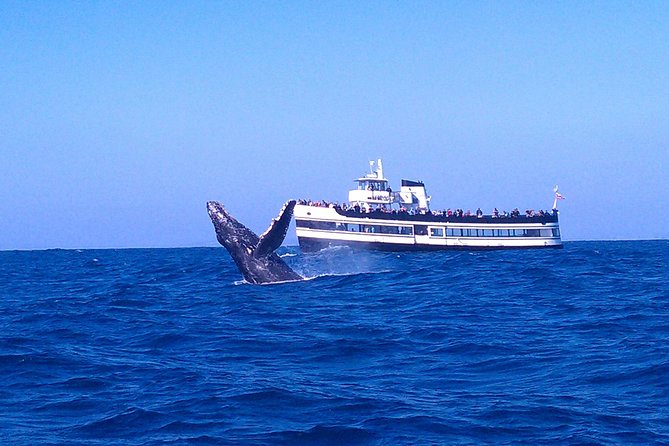 San Diego Whale Watching Cruise - Key details before you book