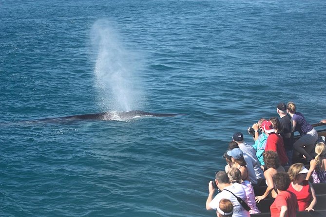 San Diego Whale Watching Cruise - Why sailing the America changes the whale-watching experience