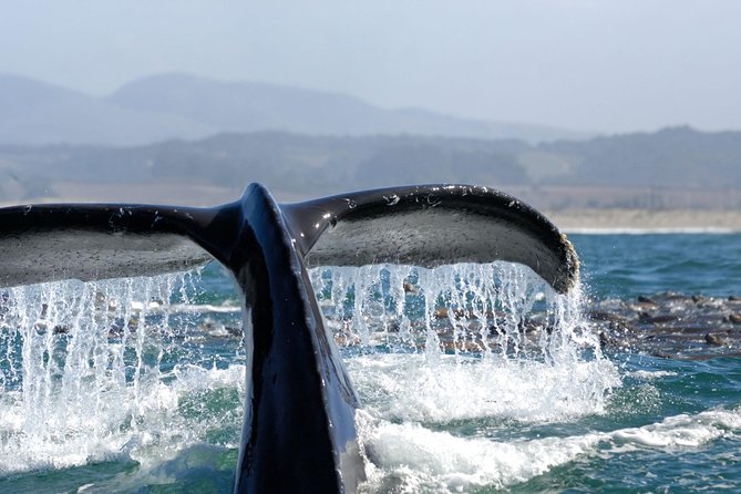 San Diego Whale Watching Cruise - What you might see in four hours