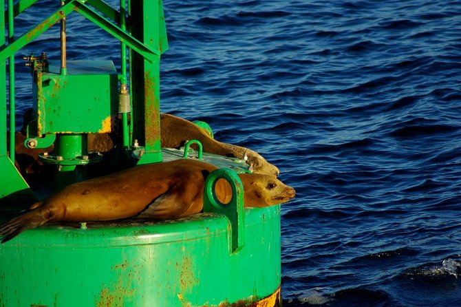 San Diego Whale Watching Cruise - Staying warm on the America’s open decks