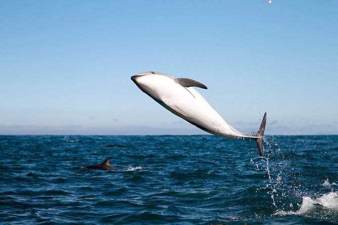 San Diego Whale Watching Cruise - Is $85 a fair price?