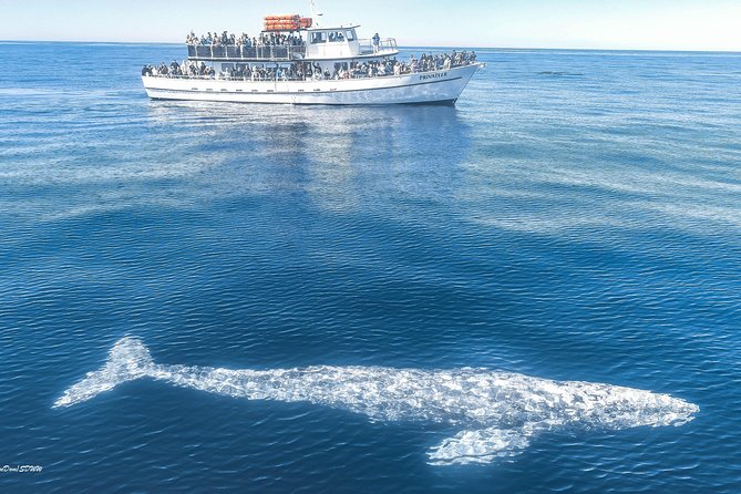 San Diego Whale Watching & Dolphin Cruise - What the $71 cruise really gives you