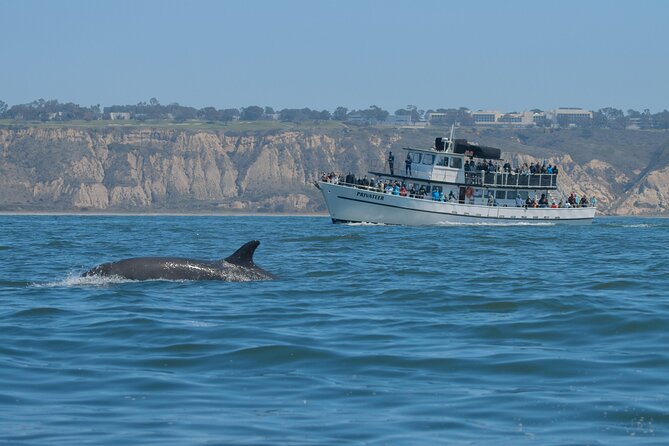 San Diego Whale Watching & Dolphin Cruise - Ocean Beach, Dog Beach, and Sunset Cliffs