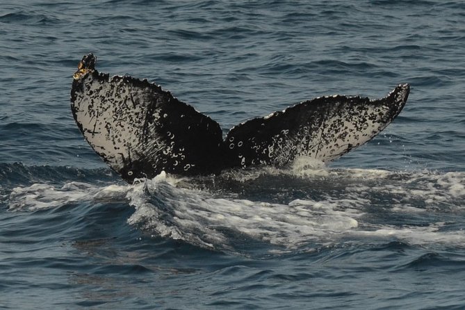 San Diego Whale Watching & Dolphin Cruise - Searching for whales in the Pacific