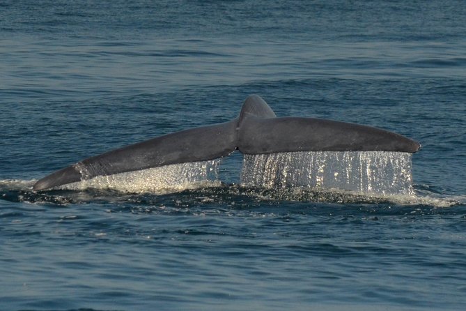 San Diego Whale Watching & Dolphin Cruise - Dolphins can be the main event
