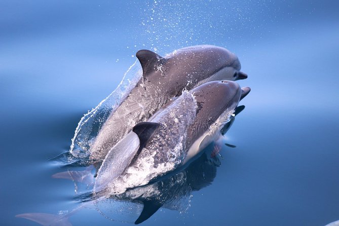 San Diego Whale Watching & Dolphin Cruise - Starting at South Mission Bay
