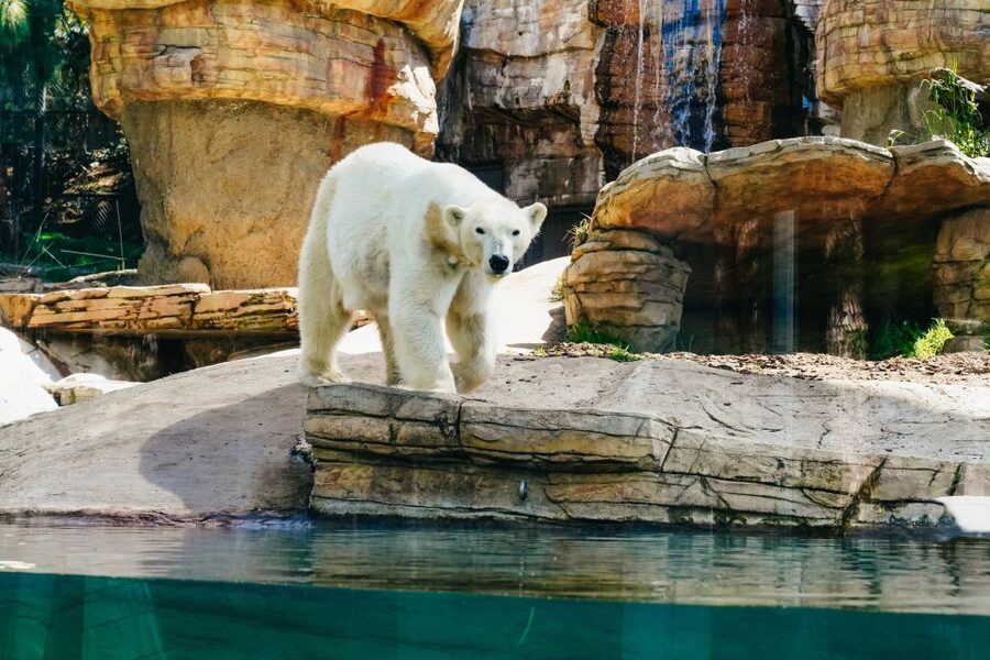 San Diego Zoo: 1-Day Admission Ticket - Key points to know before you go