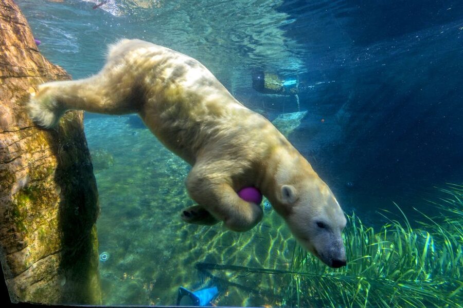 San Diego Zoo: 1-Day Admission Ticket - Skyfari gives your legs a break