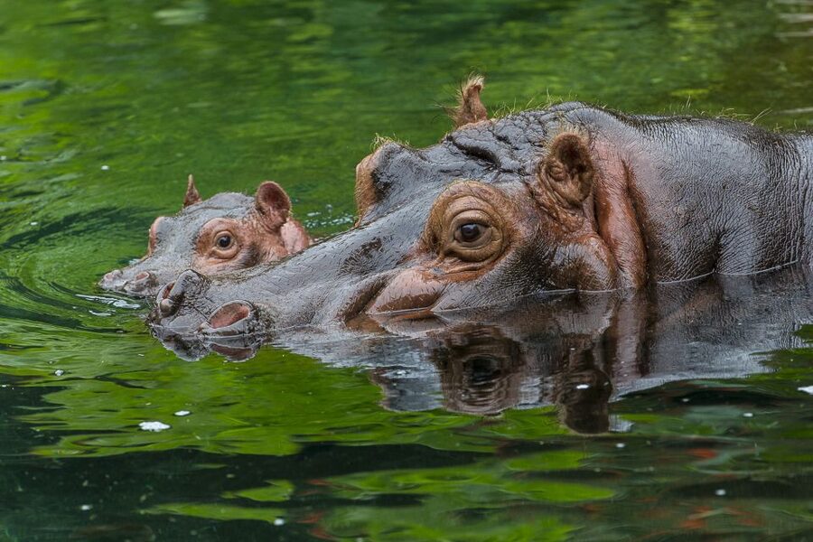 San Diego Zoo: 1-Day Admission Ticket - A full day in San Diego’s 100-acre zoo