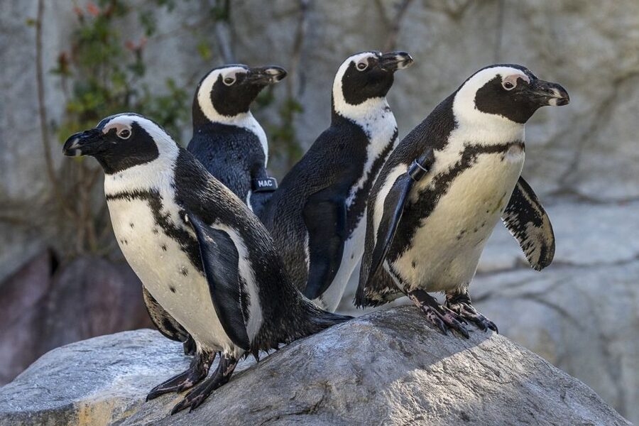 San Diego Zoo: 1-Day Admission Ticket - Galápagos tortoises at Discovery Outpost