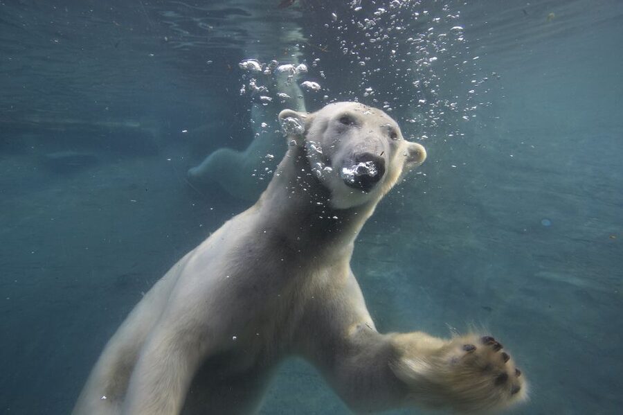 San Diego Zoo: 1-Day Admission Ticket - Koalas, tree-kangaroos, and other unusual residents