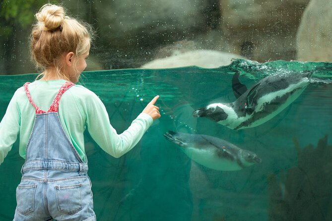 San Diego Zoo 1-Day Pass: Any Day Ticket - A practical route for families and first-time visitors