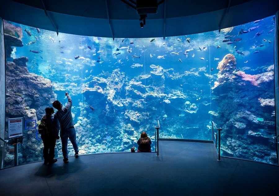 San Francisco: California Academy of Sciences Entry Ticket - What makes the Academy of Sciences worth your time
